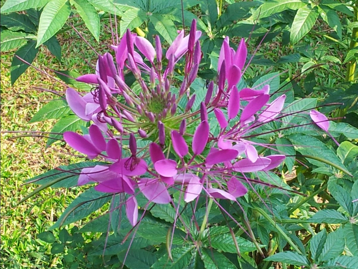 201302 Chiang Mai30